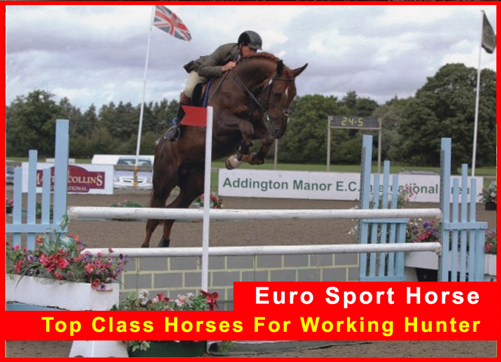 Top Class Horses For Working Hunter